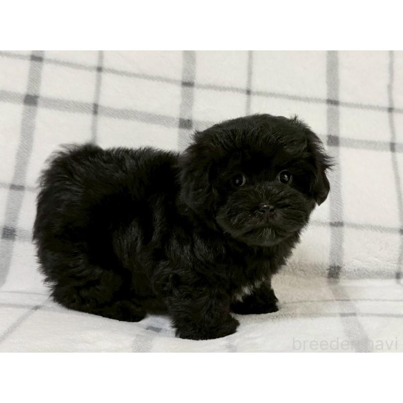 販売中の東京都のマルプー:マルチーズ×トイプードル-434873の3枚目