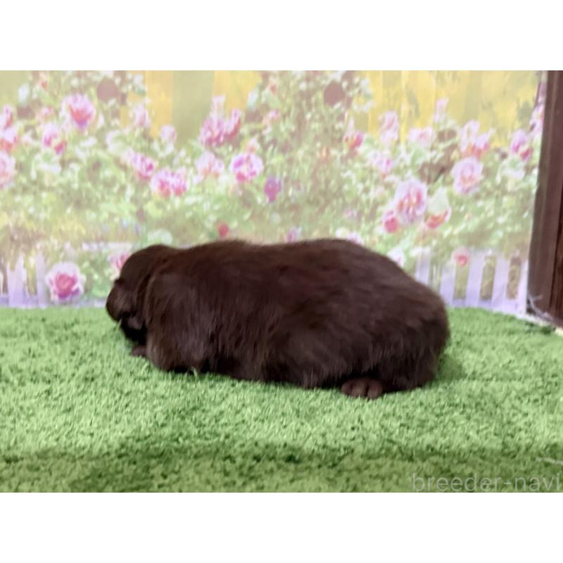 販売中の埼玉県のミックス犬-434872の3枚目