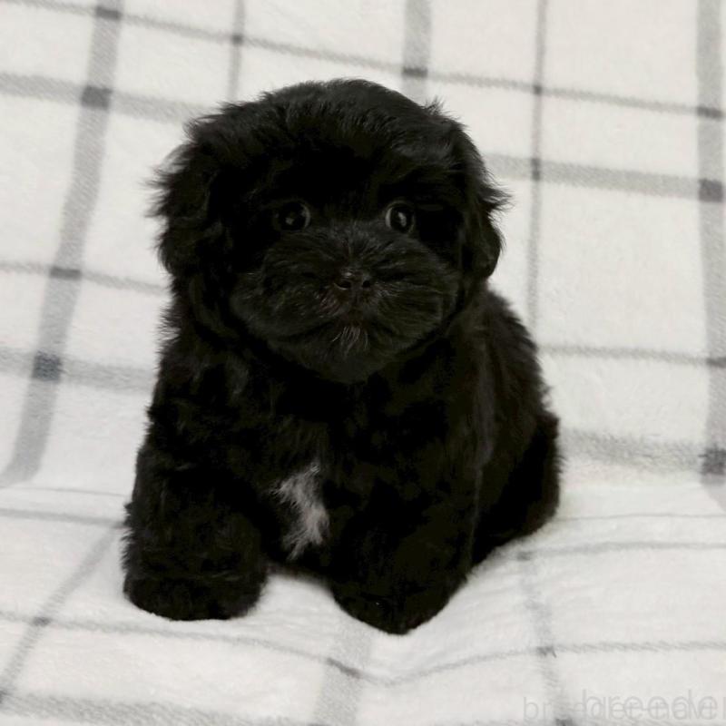 販売中の東京都のマルプー:マルチーズ×トイプードル-434873の1枚目