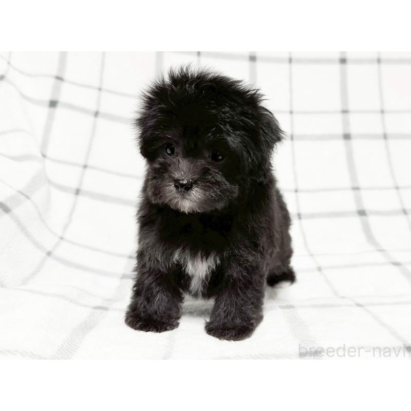 成約済の東京都のマルプー:マルチーズ×トイプードル-427512の6枚目