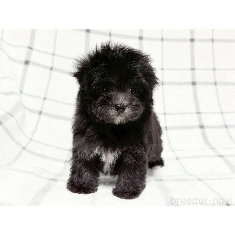 成約済の東京都のマルプー:マルチーズ×トイプードル-427512の5枚目