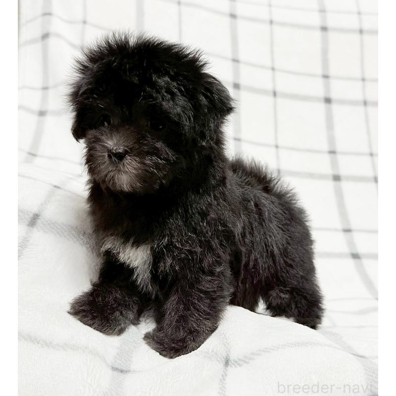 成約済の東京都のマルプー:マルチーズ×トイプードル-427512の4枚目