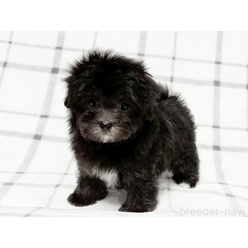 成約済の東京都のマルプー:マルチーズ×トイプードル-427512の3枚目