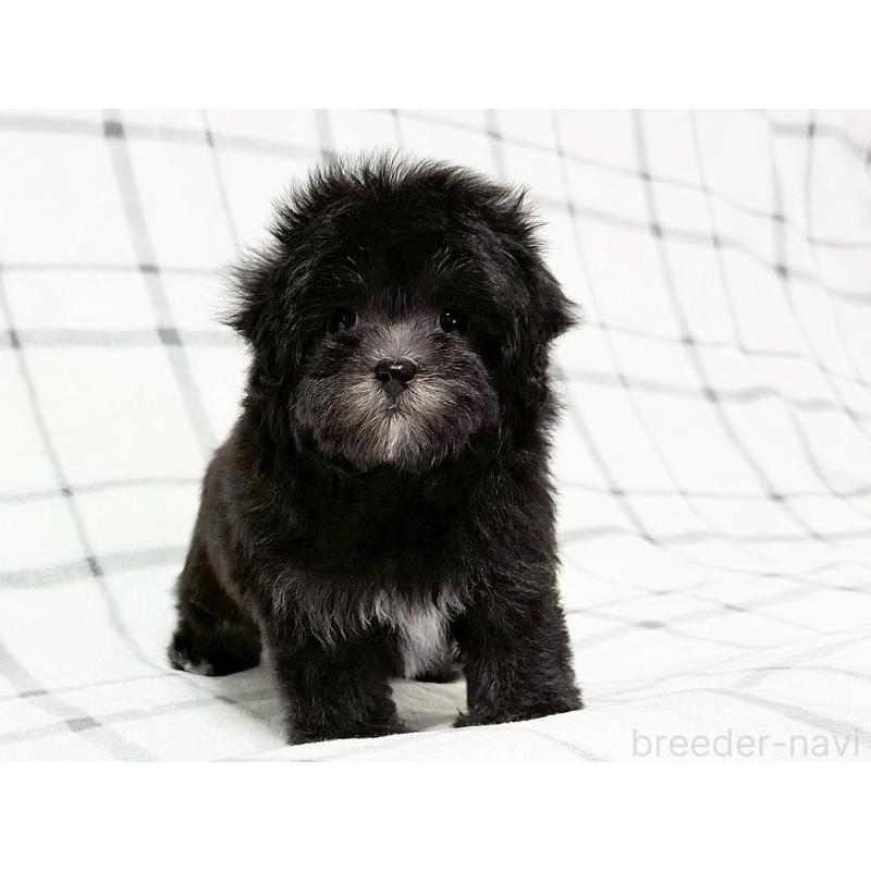 成約済の東京都のマルプー:マルチーズ×トイプードル-427512の2枚目