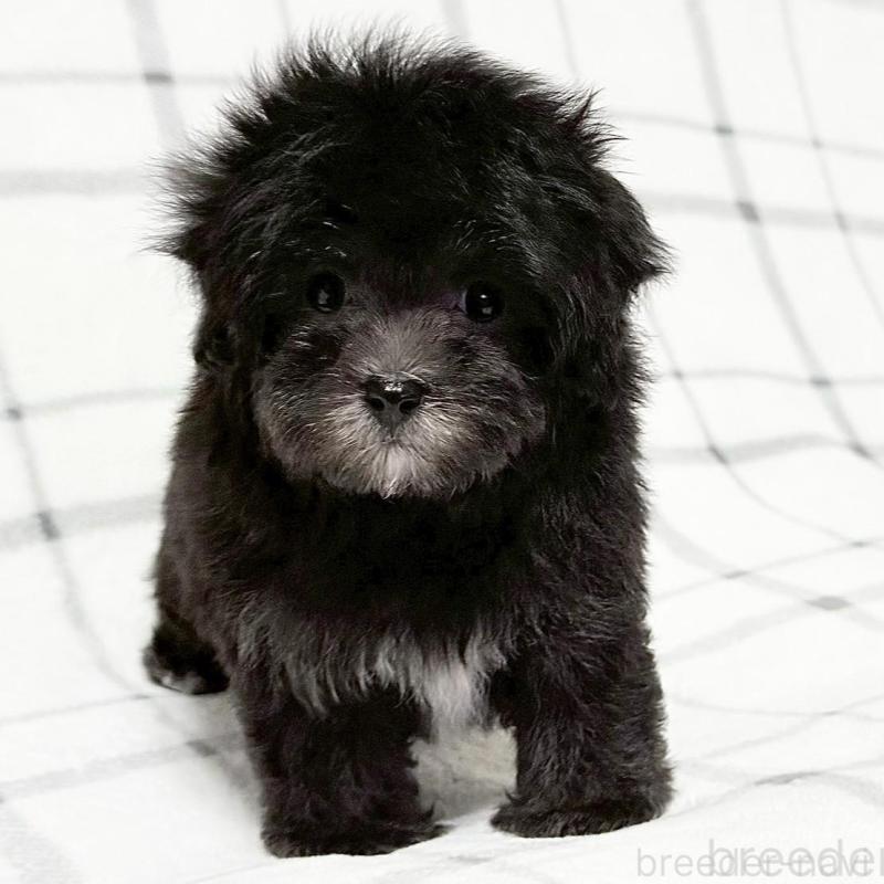 販売中の東京都のマルプー:マルチーズ×トイプードル-427512