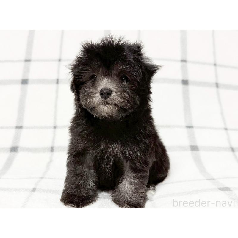 販売中の東京都のマルプー:マルチーズ×トイプードル-427513の4枚目