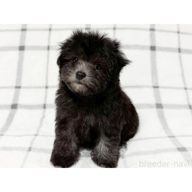 販売中の東京都のマルプー:マルチーズ×トイプードル-427513の3枚目