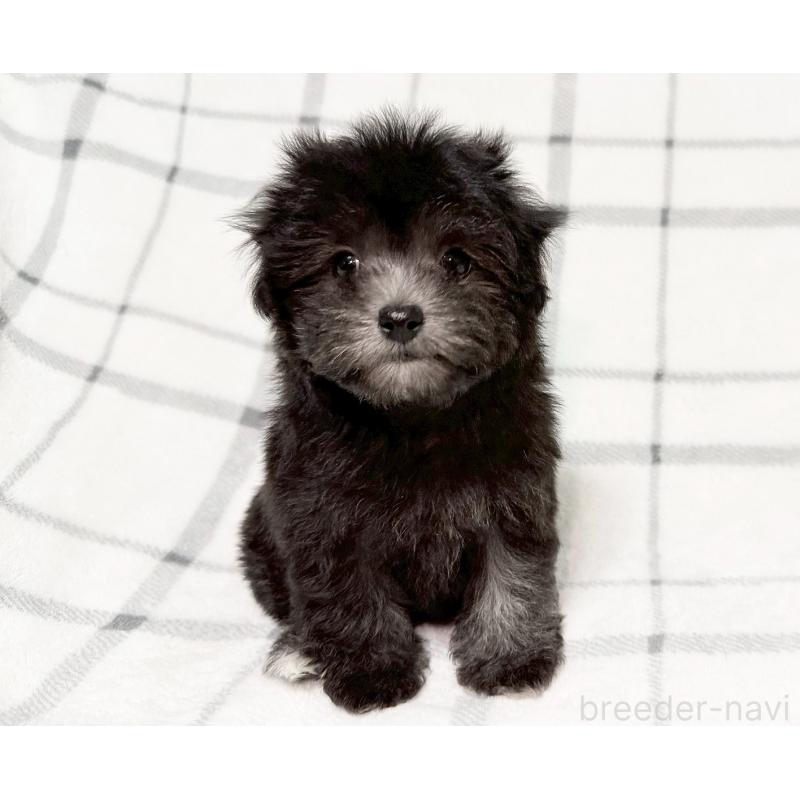 販売中の東京都のマルプー:マルチーズ×トイプードル-427513の2枚目