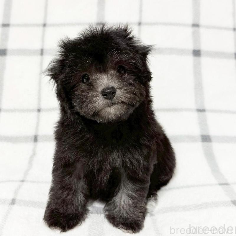 販売中の東京都のマルプー:マルチーズ×トイプードル-427513