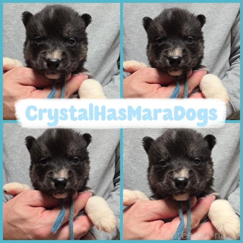 販売中の北海道のシベリアンハスキー-434877