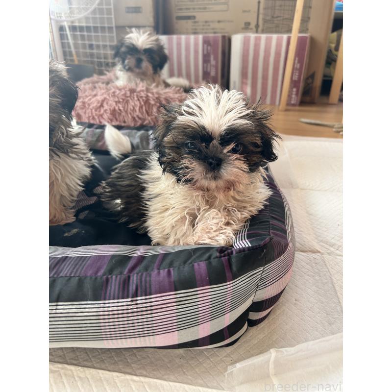 販売中の兵庫県のシーズー-426683の2枚目