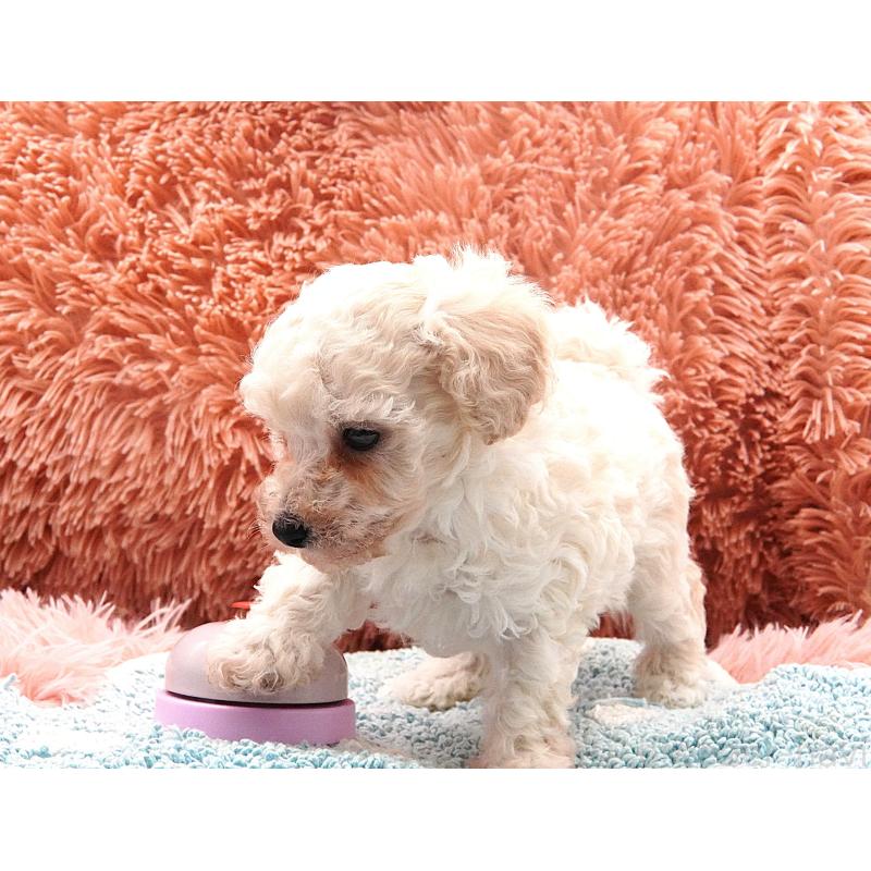 販売中の東京都のタイニープードル-432729の5枚目