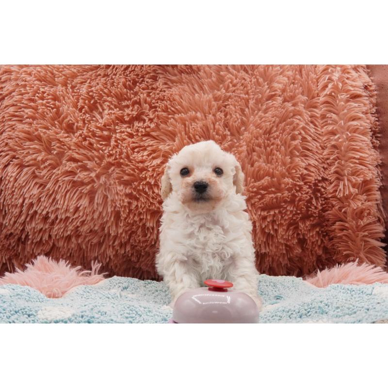 販売中の東京都のタイニープードル-432729の3枚目