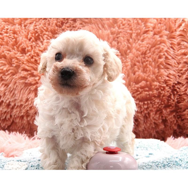 販売中の東京都のタイニープードル-432729の2枚目