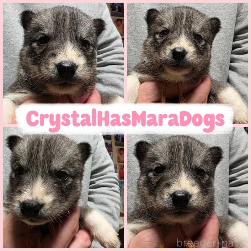 販売中の北海道のシベリアンハスキー-434880