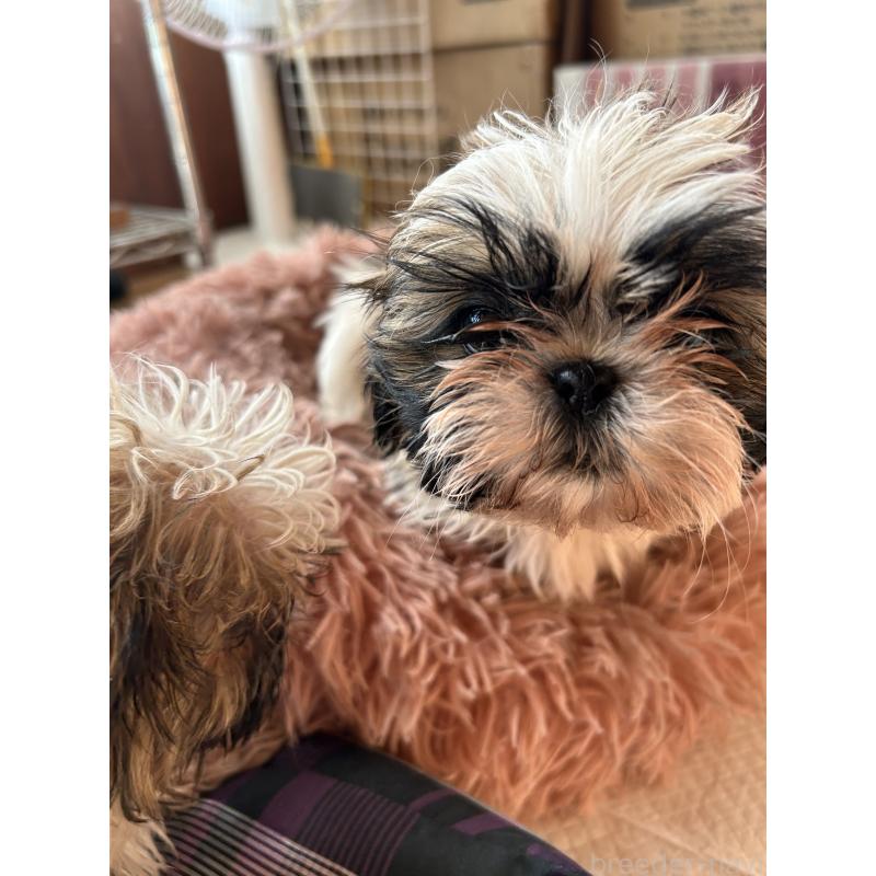 販売中の兵庫県のシーズー-426680の2枚目