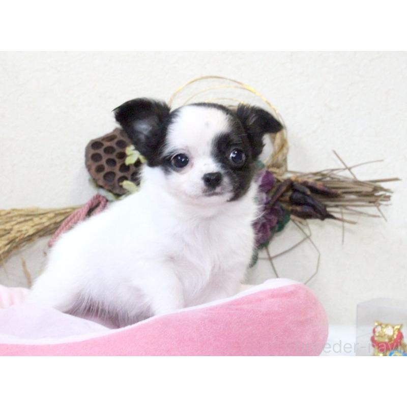 成約済の兵庫県のチワワ(ロングコート)-431026の8枚目