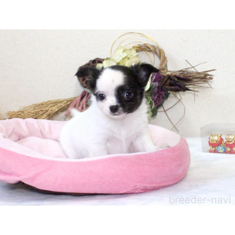 成約済の兵庫県のチワワ(ロングコート)-431026の7枚目