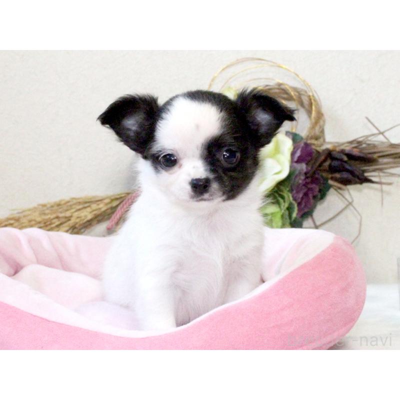 成約済の兵庫県のチワワ(ロングコート)-431026の5枚目