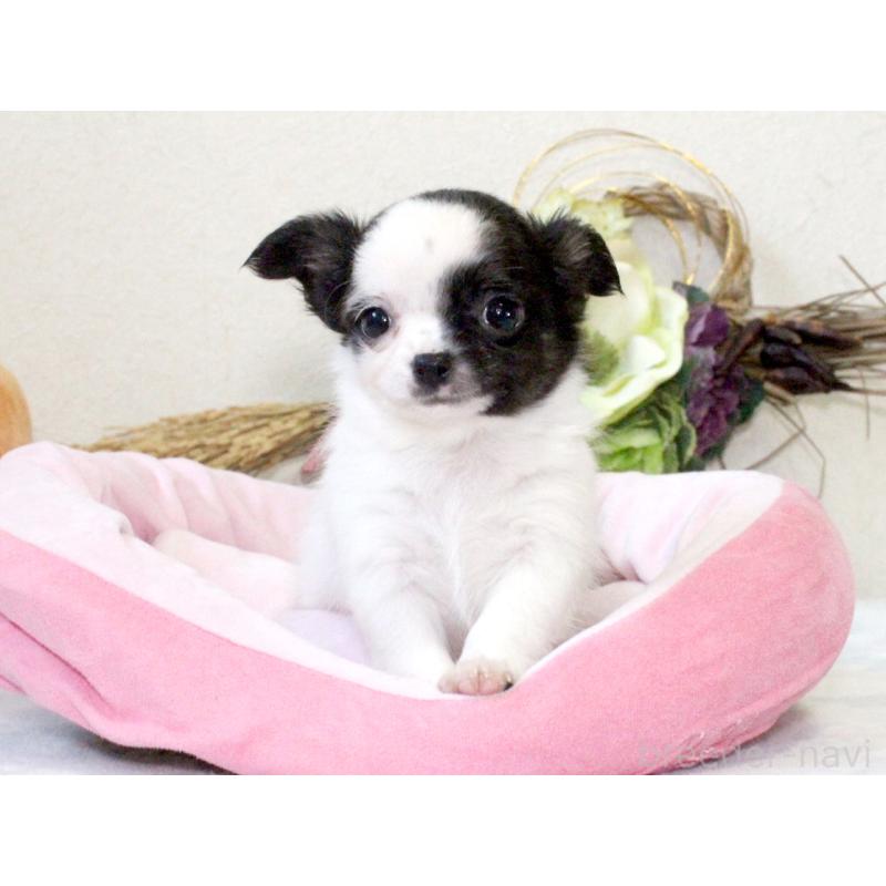 成約済の兵庫県のチワワ(ロングコート)-431026の4枚目