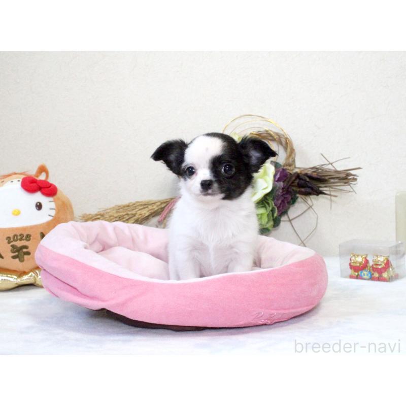 成約済の兵庫県のチワワ(ロングコート)-431026の3枚目