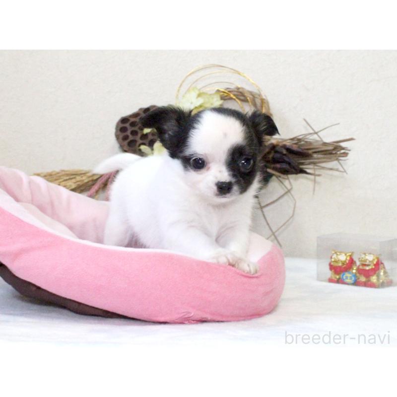 成約済の兵庫県のチワワ(ロングコート)-431026の2枚目