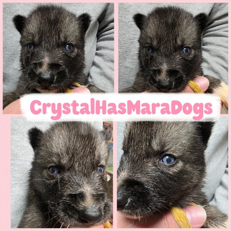 販売中の北海道のシベリアンハスキー-434883の1枚目