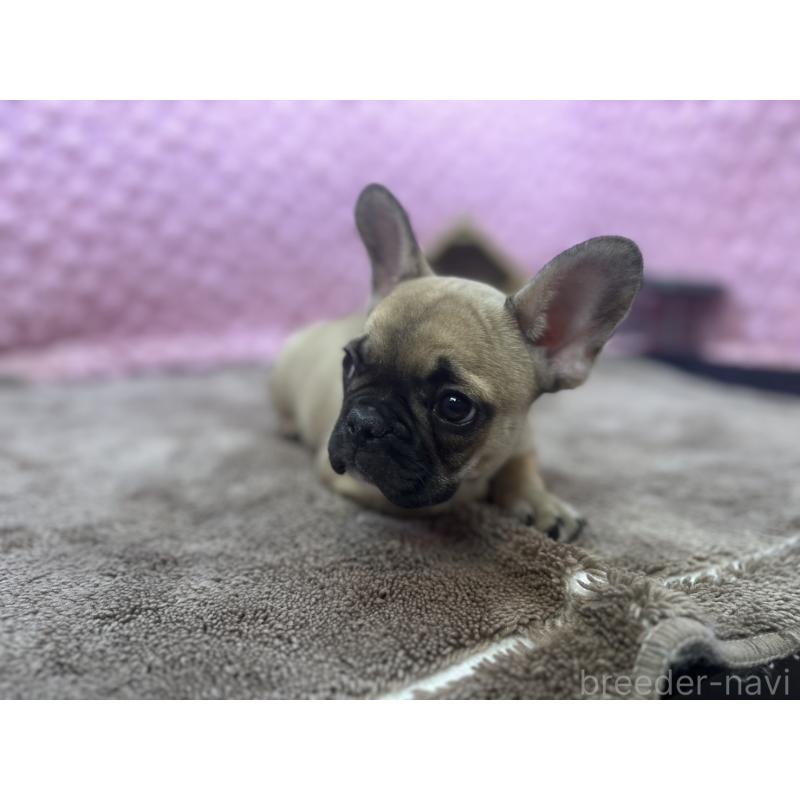 販売中の茨城県のフレンチブルドッグ-434884の9枚目