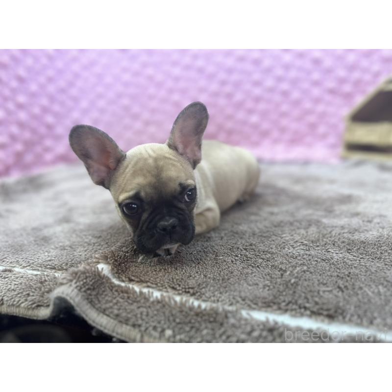 販売中の茨城県のフレンチブルドッグ-434884の8枚目