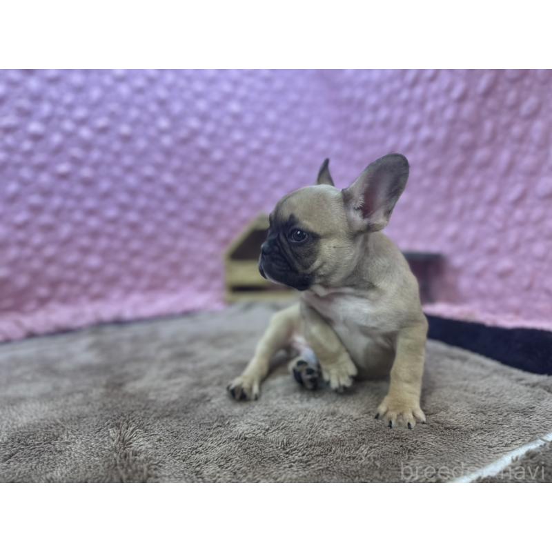 販売中の茨城県のフレンチブルドッグ-434884の7枚目