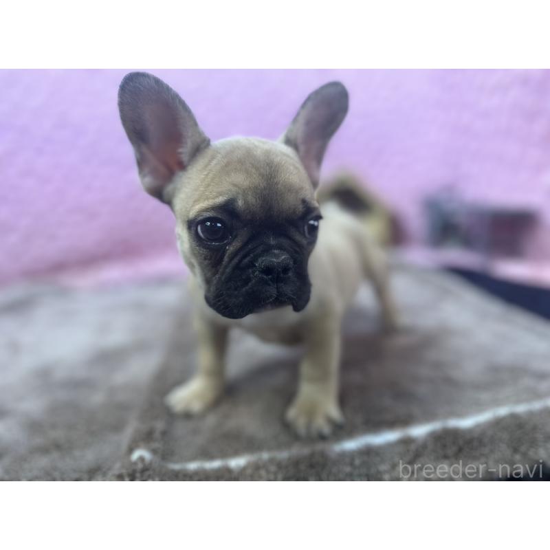 販売中の茨城県のフレンチブルドッグ-434884の6枚目