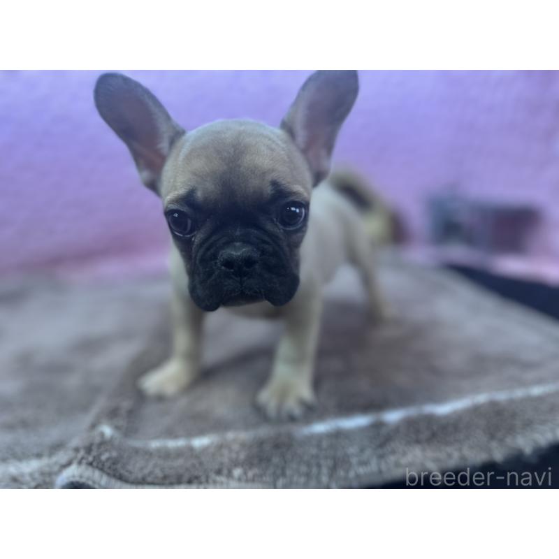 販売中の茨城県のフレンチブルドッグ-434884の5枚目