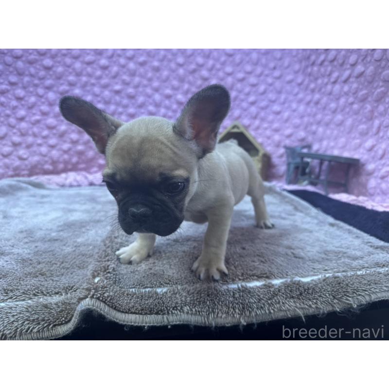 販売中の茨城県のフレンチブルドッグ-434884の3枚目