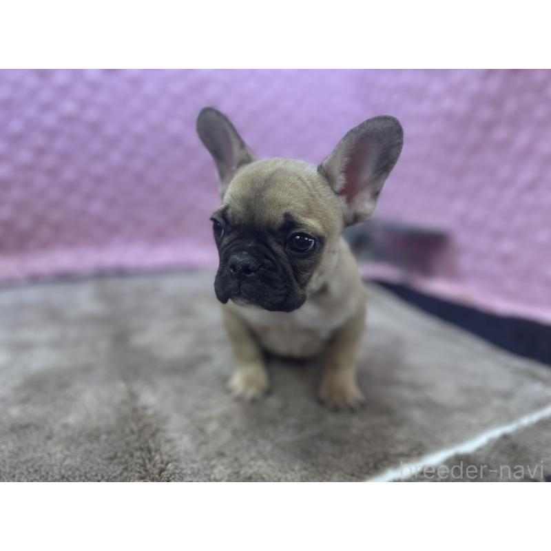 販売中の茨城県のフレンチブルドッグ-434884の2枚目