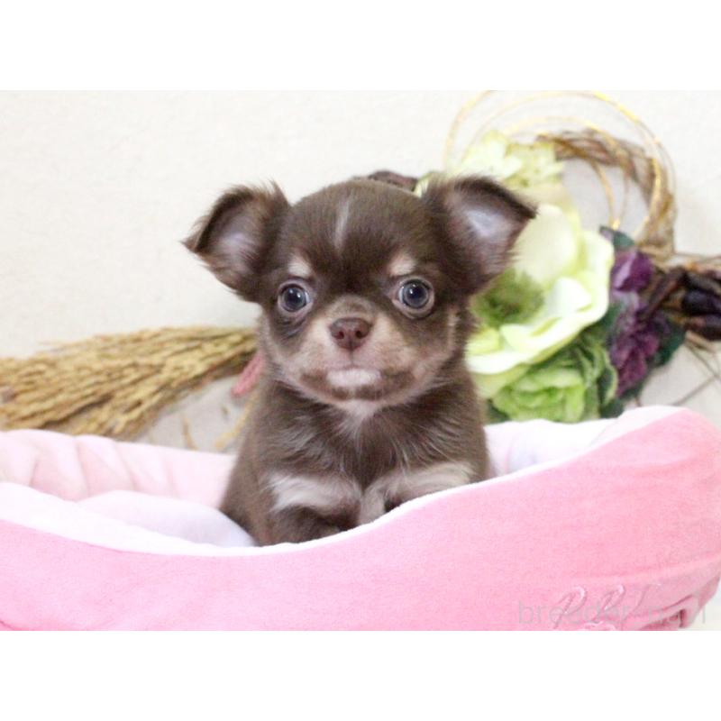 販売中の兵庫県のチワワ(ロングコート)-431027の8枚目