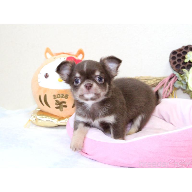 販売中の兵庫県のチワワ(ロングコート)-431027の7枚目