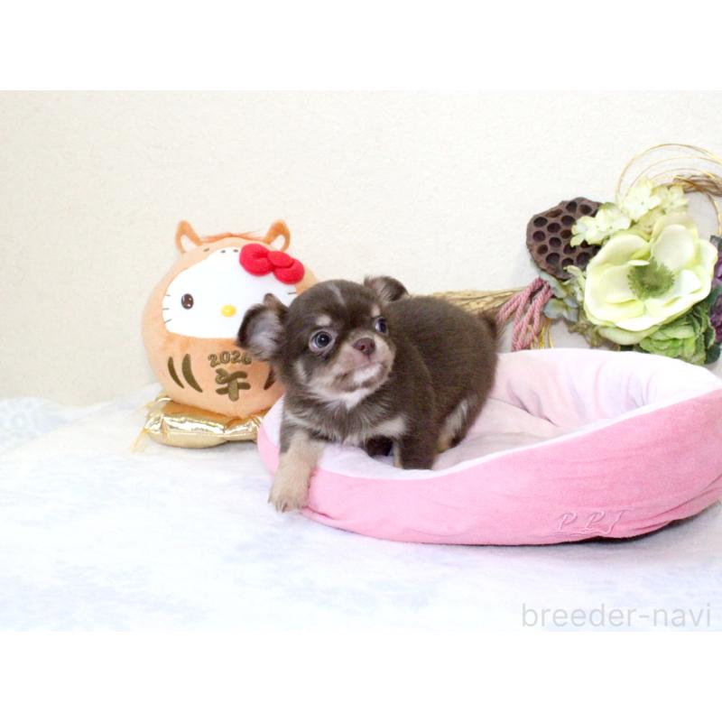 販売中の兵庫県のチワワ(ロングコート)-431027の6枚目