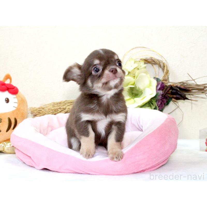 販売中の兵庫県のチワワ(ロングコート)-431027の5枚目