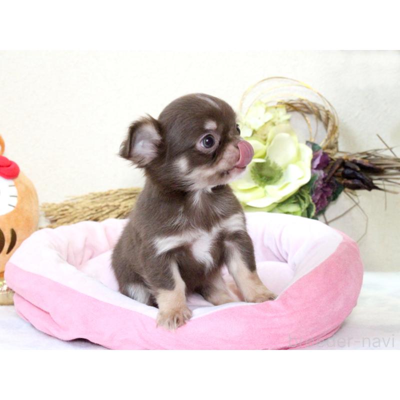 販売中の兵庫県のチワワ(ロングコート)-431027の4枚目