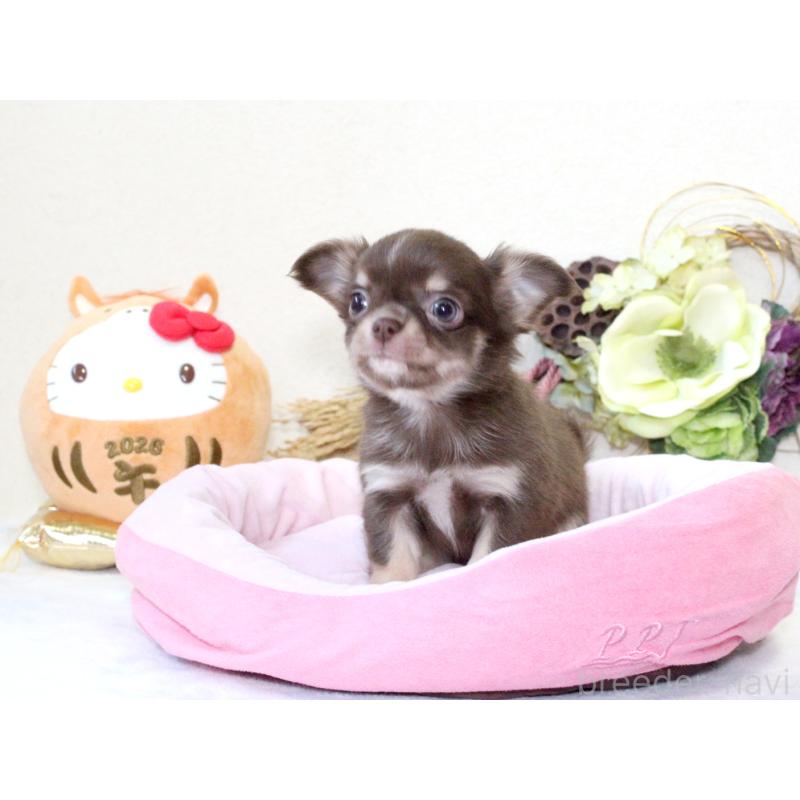 販売中の兵庫県のチワワ(ロングコート)-431027の3枚目