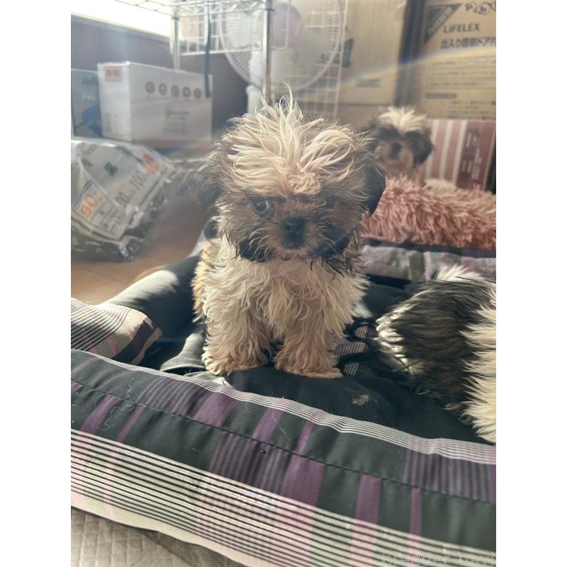 販売中の兵庫県のシーズー-426681の2枚目