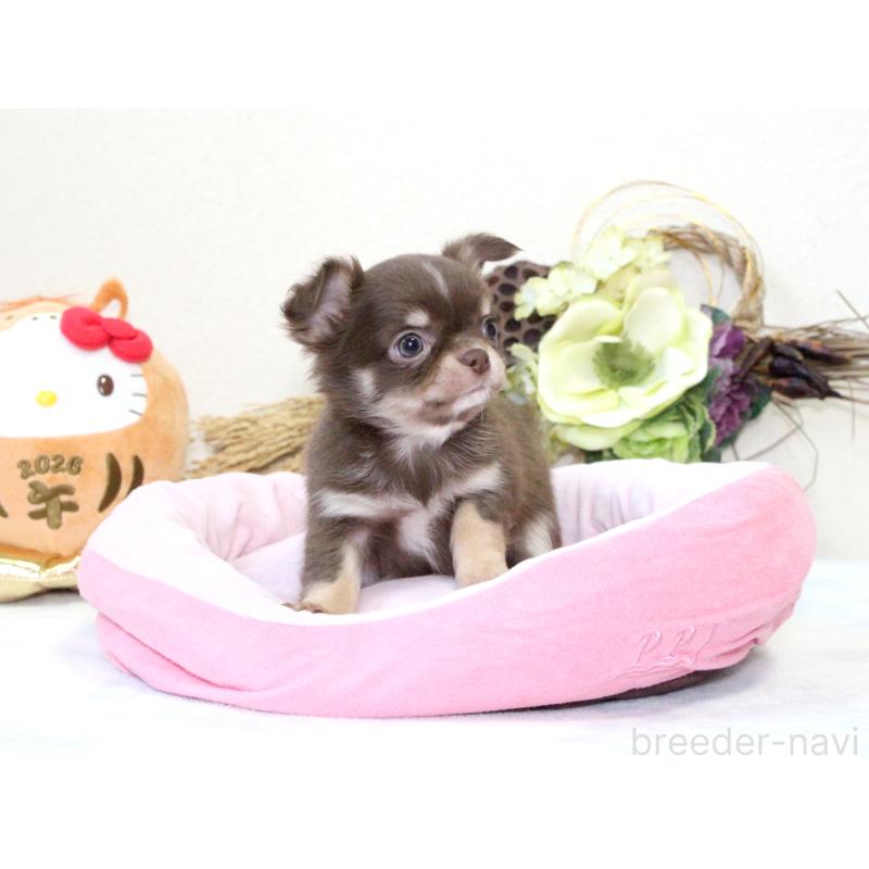 販売中の兵庫県のチワワ(ロングコート)-431027の2枚目