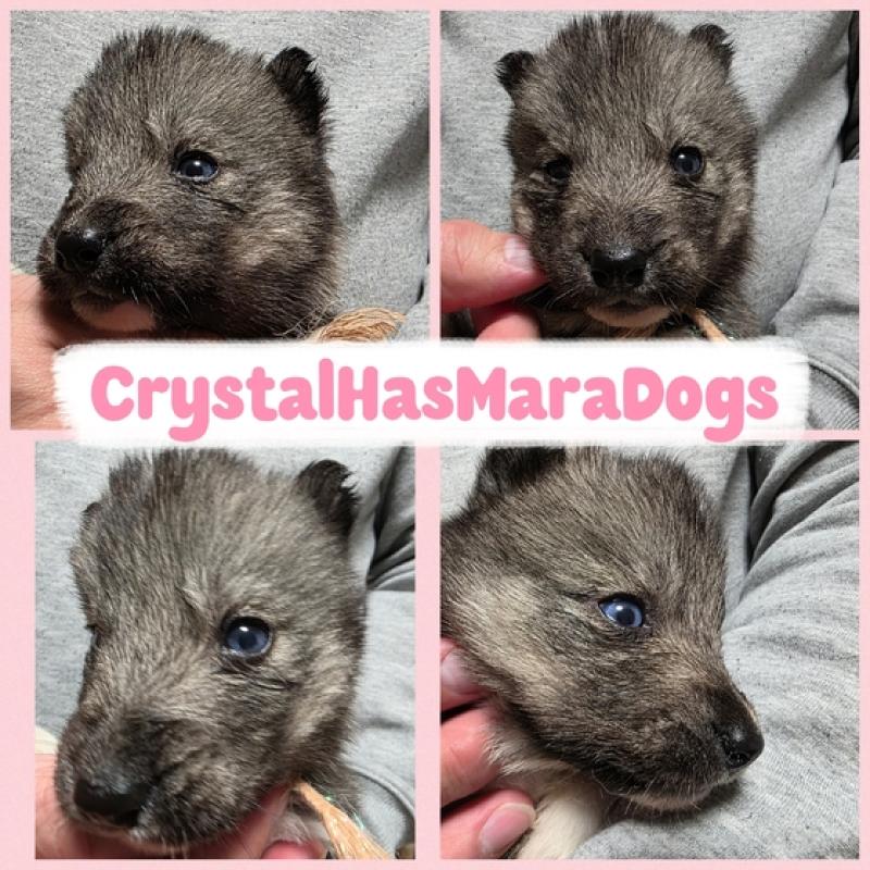 販売中の北海道のシベリアンハスキー-434885