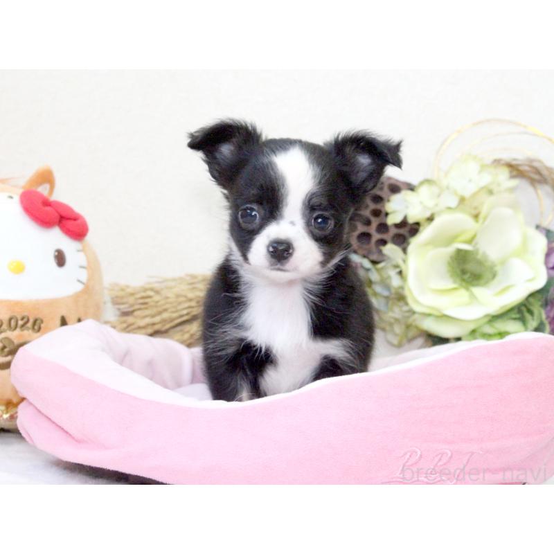 成約済の兵庫県のチワワ(ロングコート)-431029の8枚目