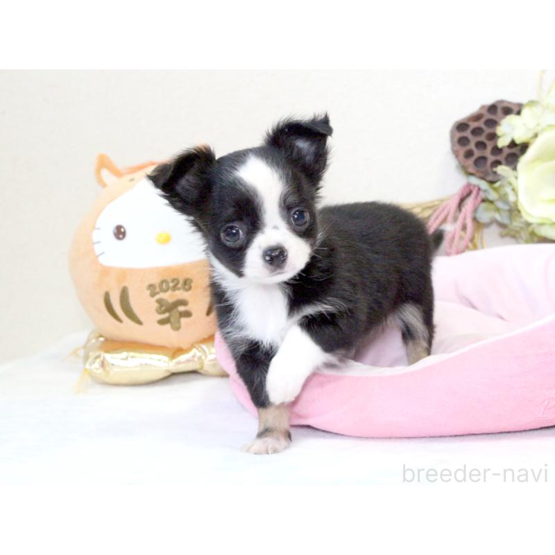 成約済の兵庫県のチワワ(ロングコート)-431029の7枚目