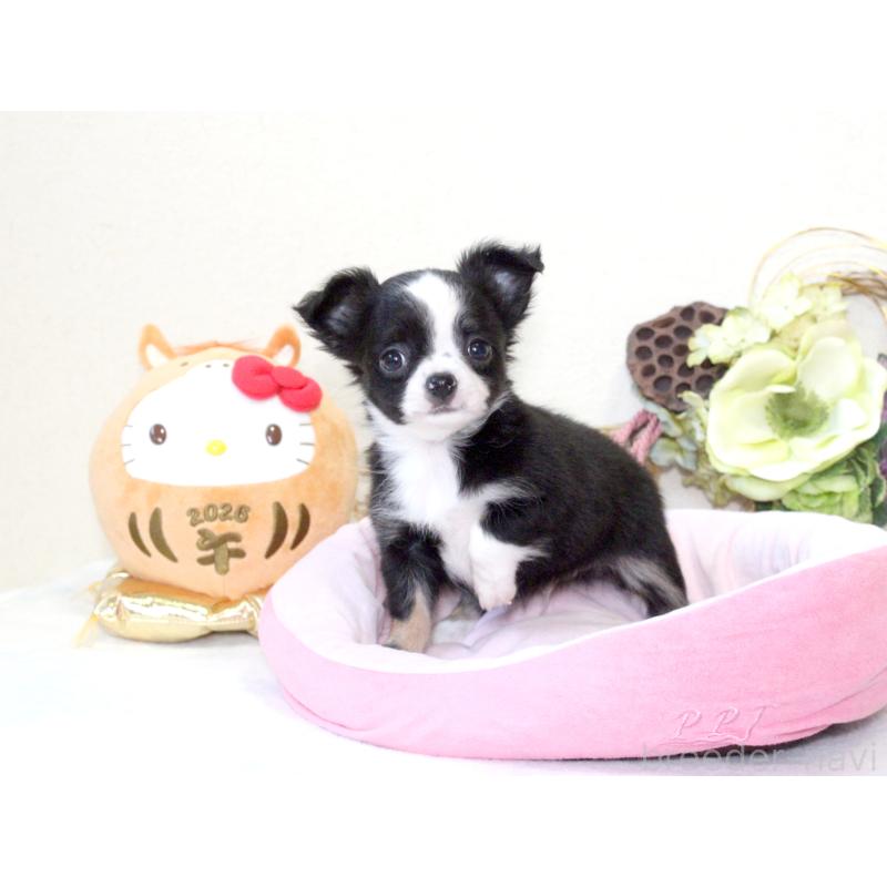 成約済の兵庫県のチワワ(ロングコート)-431029の6枚目