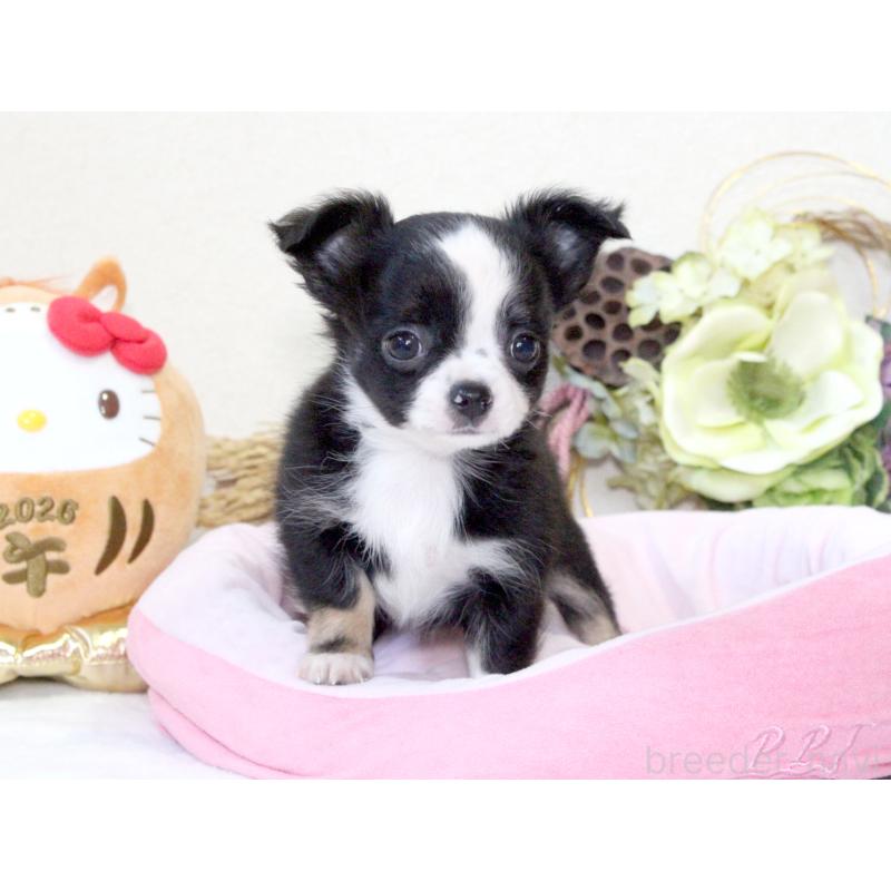 成約済の兵庫県のチワワ(ロングコート)-431029の5枚目