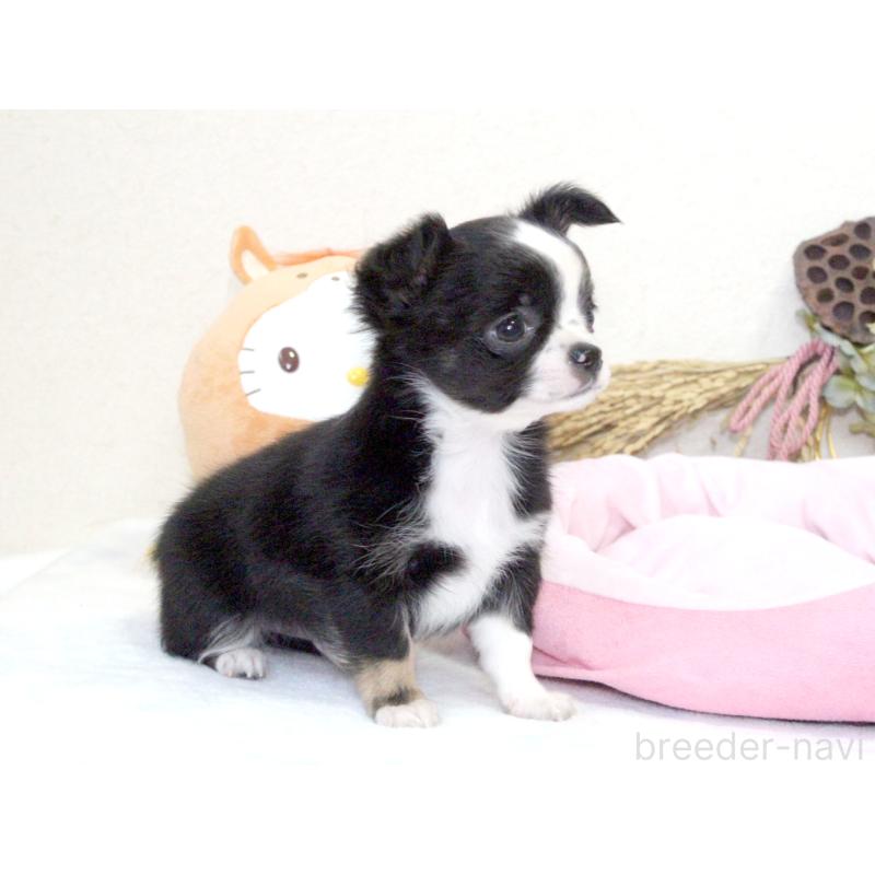 成約済の兵庫県のチワワ(ロングコート)-431029の4枚目