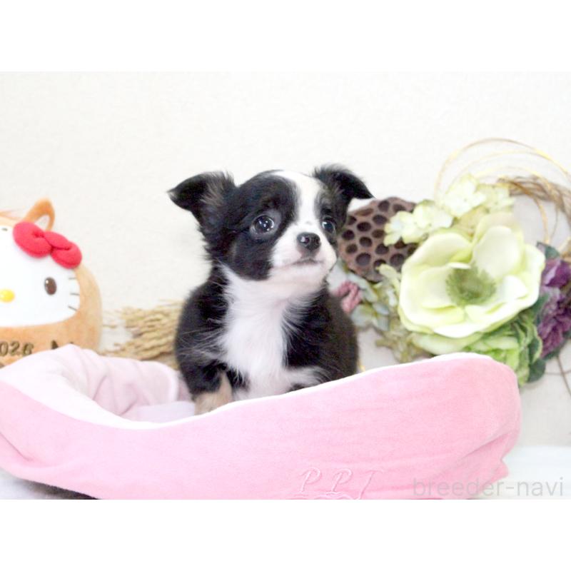 成約済の兵庫県のチワワ(ロングコート)-431029の3枚目