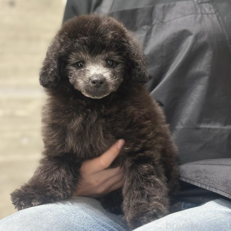 販売中の岡山県のトイプードル-434887の5枚目